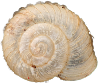 Vallonia costata
RIBBGRÄSSNÄCKA
2.1 × 2.4 mm